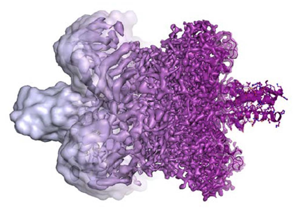 Vývoj rozlišení kryogenní elektronové mikroskopie (EM) 1990 2013 Vývoj rozlišení kryogenní elektronové mikroskopie od roku 1990 do roku 2013 prezentován na 3D struktuře enzymu glutamátdehydrogenázy.