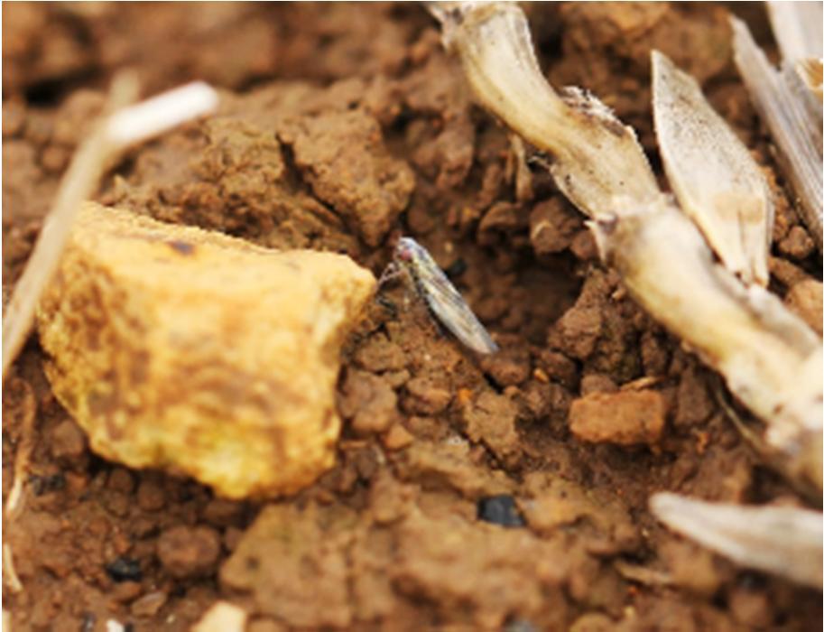 Křísek žlutošedý (Macrosteles laevis a další druhy rodu Macrosteles) obvykle druhý nejpočetnější křís v obilninách. Křídla průhledná s šedým nádechem, tělo žlutozelené.