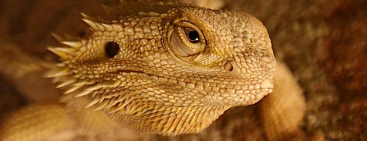 180 litrové terárium s ještěrkami perlovými a obdobně velkou nádrž s agamou vousatou.