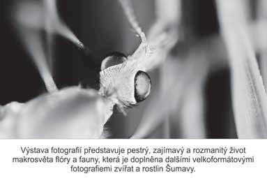 Hartmanická synagoga Les očima Romana Szpuka vernisáž výstavy kreseb a fotografií 16. září od 10 hodin Hartmanice Mistrovství Šumavy v opékání prasat 2. ročník 7. října od 15 hod. v Domě sv.