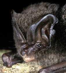 Nejvyšší počty byly zjištěny u Rhinolophus hipposideros (24616 jedinců), Myotis myotis (9076), Barbastella barbastellus (2907), M. emarginatus (1758) a M. daubentonii (1150).