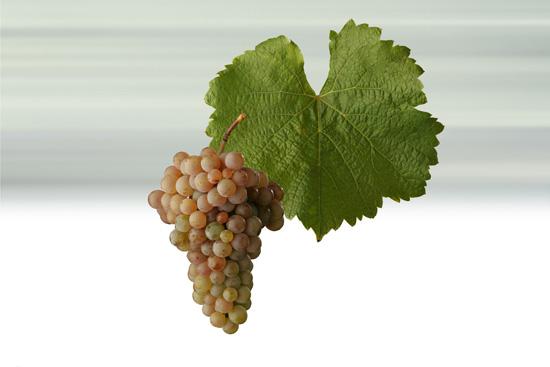 nebo jablka. Charakterem může Hibernal připomínat Ryzlink rýnský, Sauvignon či Neuburské, případně Rulandské šedé z chladnějších oblastí [49]. Obr. 4: List a hrozen odrůdy Hibernal [50]. 4.1.