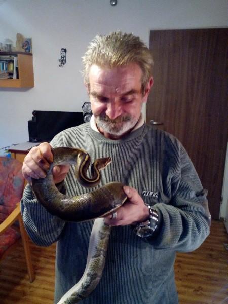 Délka krajty královské se obvykle pohybuje v rozmezí 90-120 cm, samci však hranice 120 cm zpravidla nedorůstají.