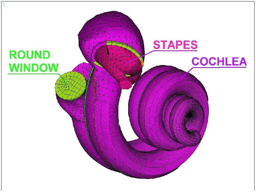 Obrázek 2: Konečnoprvkový model lidské cochley. 3.