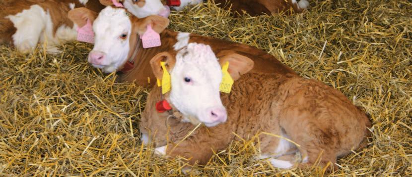 Zápisy ze zasedání Rady Svazu Zápis ze zasedání Rady Svazu českého strakatého skotu Zasedání proběhlo dne 20. 1. 2016 v Radešínské Svratce. Zahájení, kontrola plnění úkolů Ing.