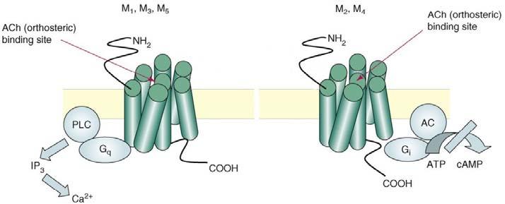 podjednotek α2, α3 nebo α4 s β2 a β4 podjednotkami, někdy také s β5. Tyto nachr neváží α- bungarotoxin (α-bgt).
