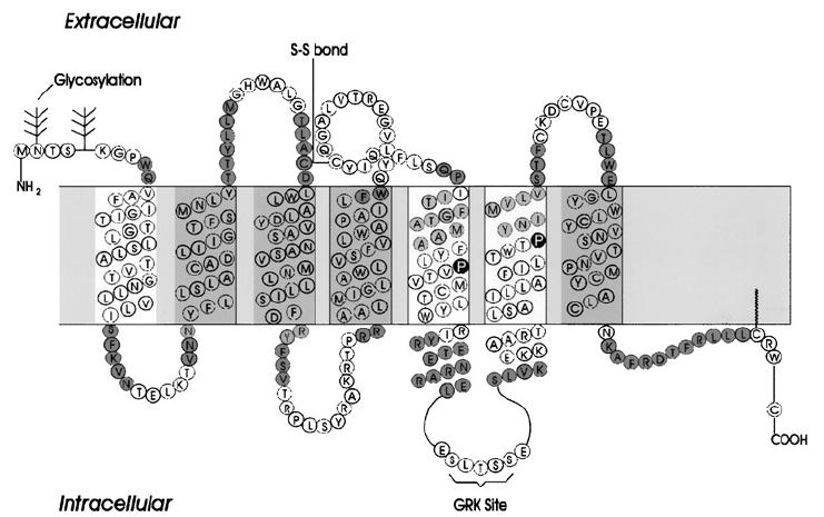 Obrázek 4: Model M 1 receptoru vypracovaný na základě navlečení jeho primární struktury na molekulu rhodopsinu (podle: Hulmeho et al.