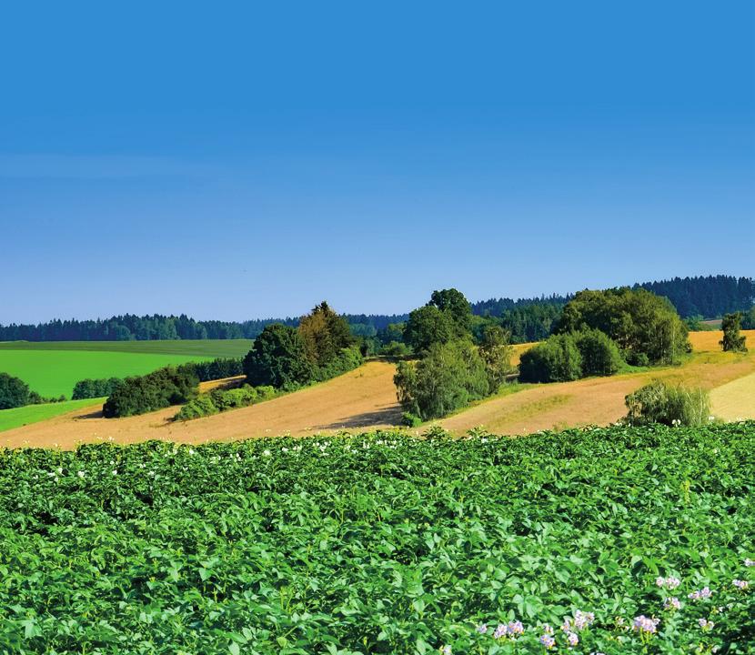 BRAMBORY zdravá potravina Program rozvoje venkova podporuje regionální produkci potravin EVROPSKÁ UNIE