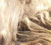 VELBLOUDÍ VLNA CAMELHAIR WOOL Velbloudí vlna je ideální pro zimní měsíce, neboť svou strukturou výborně udržuje teplo.