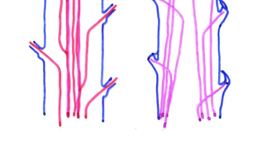 nahosemenné a dvouděložné: listová stopa se obloukem přikládá ke stopě listu nižší inzerce kruh kolem dřeně, dřeňové paprsky