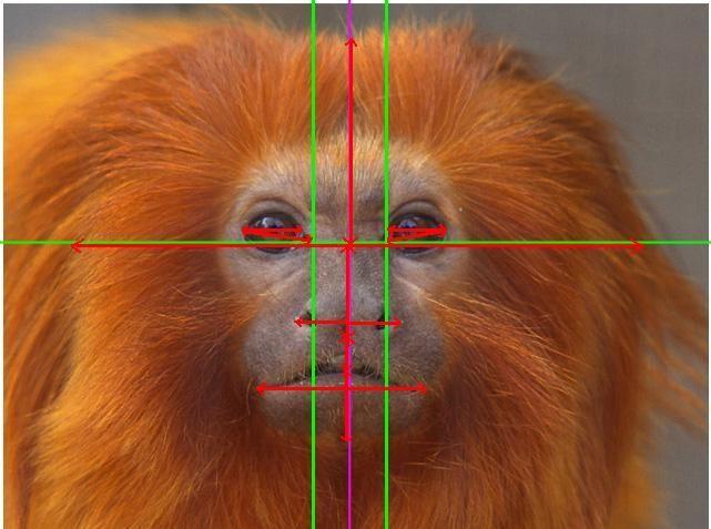 vytvořila frontální pohled. Všechny obličeje primátů jsem upravila na shodnou velikost.
