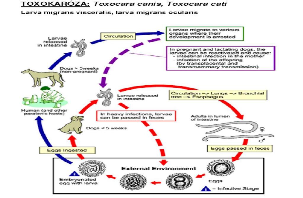 TOXOKARÓZK - pôvodcom je toxocara canis a taxocara cati. PRENOS - exkrementy infikovaného zvieraťa, ktoré sa dostanú rukami detí pri hre do úst.