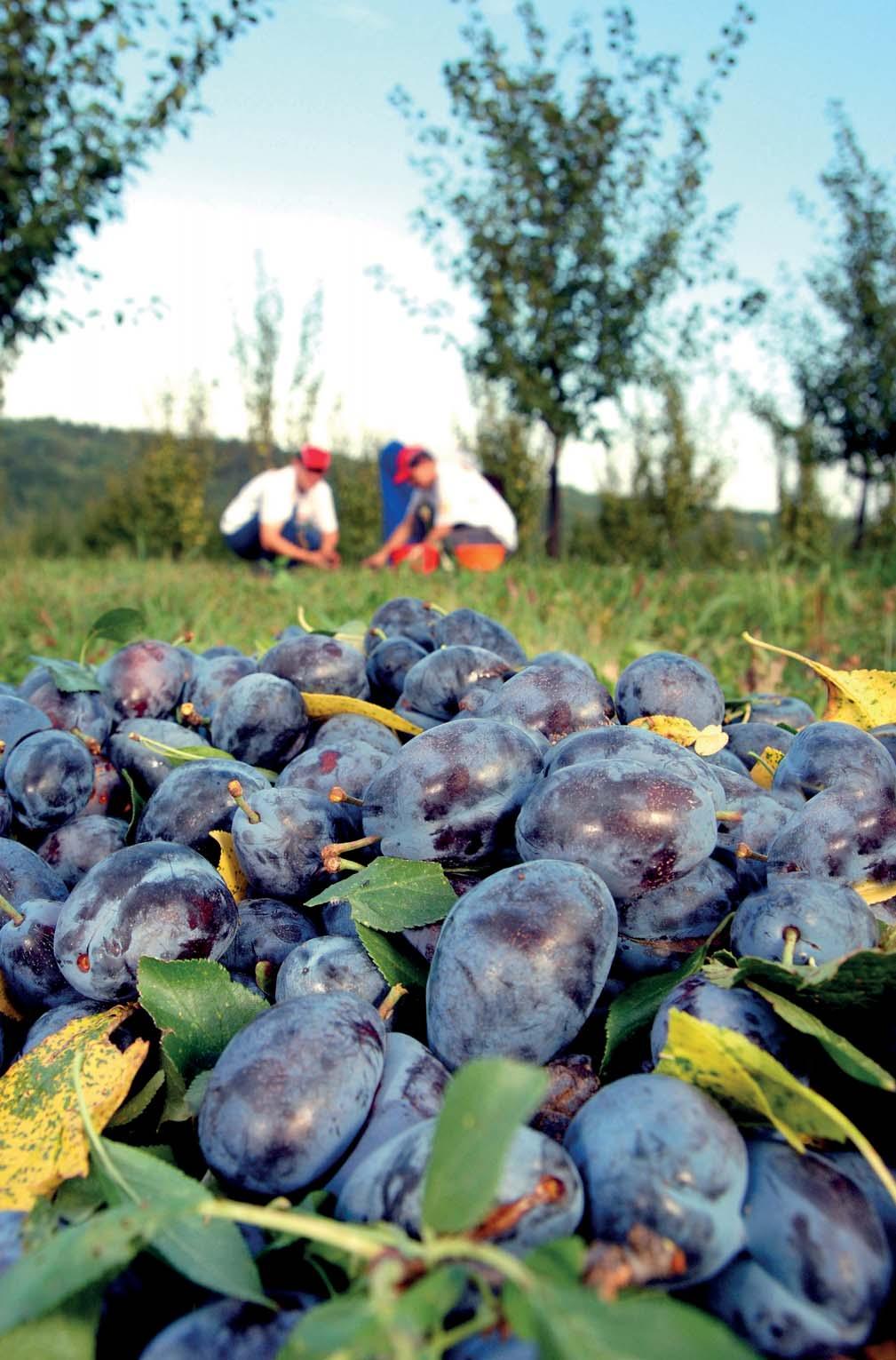 XII. Daň z příjmů a) Splatná daň Za rok 2012 neznikne daňoá poinnost z titulu daně z příjmů pránických osob. b) Odložená daň Titul / tis.