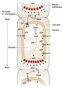 Obr. č. 3: Schéma polárního transportu auxinu Převzato z https://alchetron.com/polar-auxin-transport 20. 5.