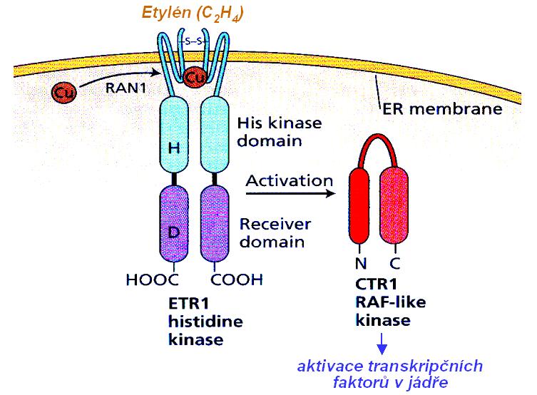 Receptor etylénu v membráně endoplazmického retikula a začátek přenosu signálu. Praktické využití etylénu pro ovlivňování procesů v rostlinách souvisí v prvé řadě s regulací rychlosti dozrávání plodů.