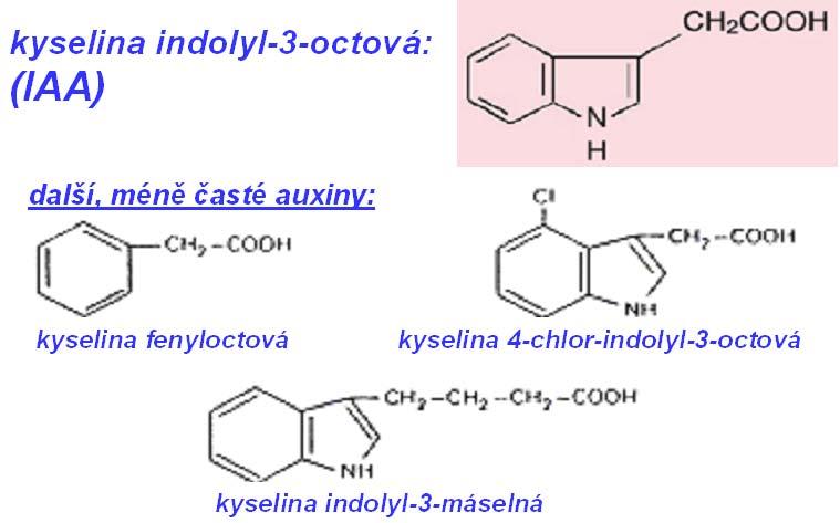 Auxiny Ze všech rostlinných hormonů byly jako první objeveny auxiny. Po dlouhá léta byla známa jen jedna látka tohoto typu, a sice kyselina indolyl-3-octová (angl. Indole-3-Acetic Acid, zkráceně IAA).