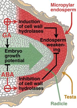 Interakce hormonálních signálů - příklady ABA-Gibereliny alfa amyláza blokována ABA, - stimulována GA Dodání ABA působí inhibičně na celý proces indukce klíčení giberelinem: na transkripci a syntézu