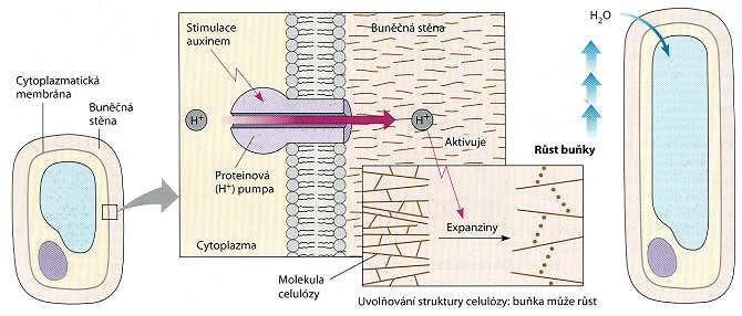Auxiny mechanismus účinku Auxinem stimulovaná aktivace H + -ATPázy: - umožňuje snižovat ph