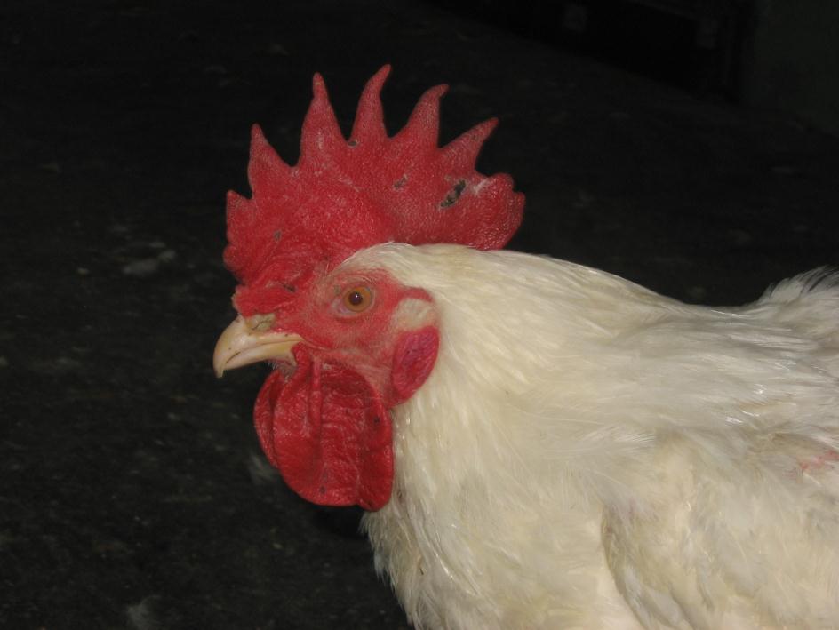 obličejová část pohlavně neaktivního