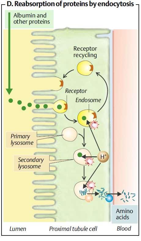 endocytózou. Proximální tubulus.