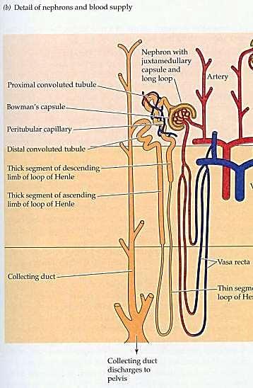 Multiplikační systém tvoří hypertonickou dřeň - céva. Protiproudá výměna vody ve vasa recta. Dřeň ledvin je zásobená krví cévou vasa recta.