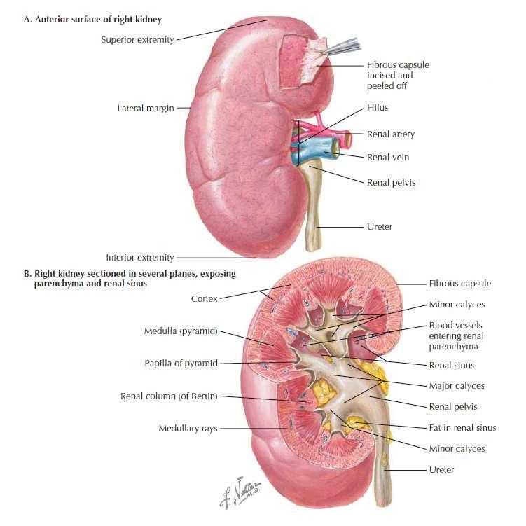 Úkol savčích ledvin: filtrace a tvorba hypertonické moči Anatomie: Kůra a dřeň.