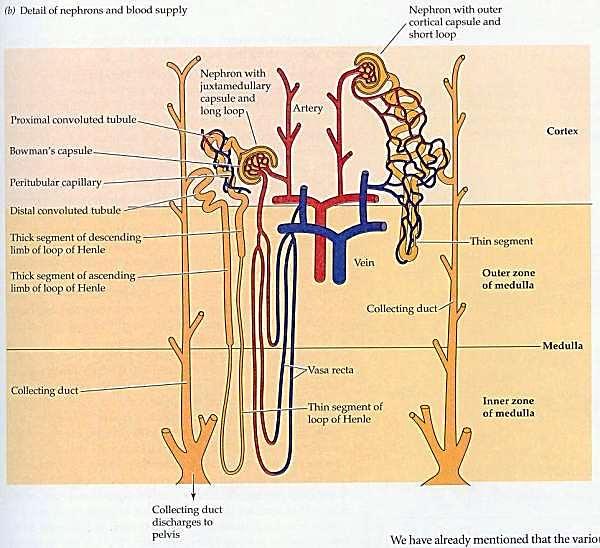 Úkol savčích ledvin: filtrace a tvorba hypertonické moči Anatomie: Kůra a dřeň.