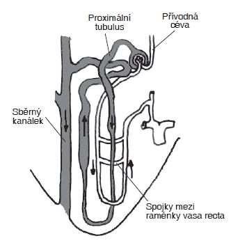 Tubulární orgány: Tvorba a úprava primárního filtrátu. Obr. 14.14: Architektura dřeně ledvin. Cévy a kanálky jsou vedeny paralelně do hloubky dřeně.