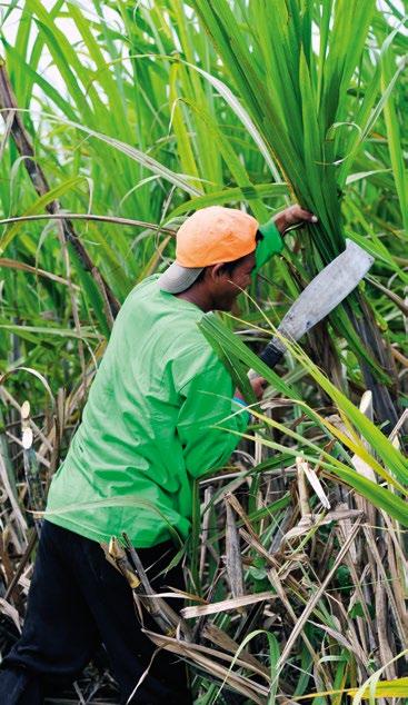 Nebo nadace Philippine Sugar Research Institute Foundationdie Philippine Sugar Research Institute Foundation, iniciativa privátního sektoru, která v Asii realizuje výzkum a vývoj pro zpracování