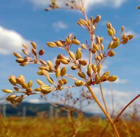 APRIM PRVNÍ REGISTROVANÁ ODRŮDA OZIMÉHO KMÍNU Odrůda kmínu APRIM vyšlechtěná ve společnosti Agritec je první registrovanou odrůdu kmínu se zkrácenou délkou vegetační doby v