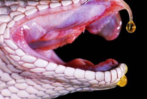 1 Hadí jedy Hadí jed je bělavá, nažloutlá až temně oranžová viskózní tekutina, která je tvořena a skladována v jedových žlázách. Kvalita hadího jedu závisí na stáří a kondici hada.