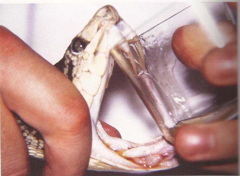 4 Odběr hadího jedu Pro laboratorní a farmaceutické účely jsou jedovatí hadi chováni na speciálních hadích farmách, kde je jim jed pravidelně odebírán.