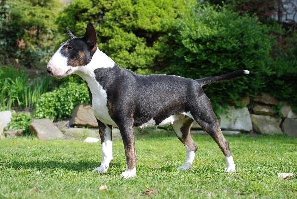Bohemica BT - EPONA Joe's Star 5. 9. 2016 udělen CZDR I., maj.
