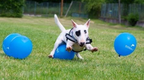 Středeční dopoledne bylo splněným snem pro balonkové maniaky. Úkolem bylo zabít pět modrých balonků v co nejrychlejším čase. Modrá barva je důležitá.