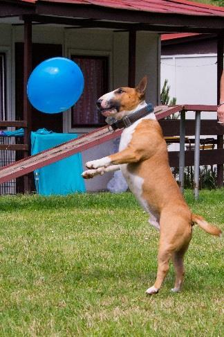Naopak ti, co si s balonkem víc pohrávají, mazlí se s nimi, dávají balonkům hlavičky a vymýšlejí jiné artistické kousky, sice nevyhrají, ale sklidí vysoké