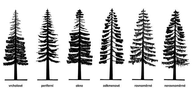 Typ poškození strana 14 způsob opadu jehličí na jednotlivých místech produkční části koruny slouží k lokalizaci defoliace a