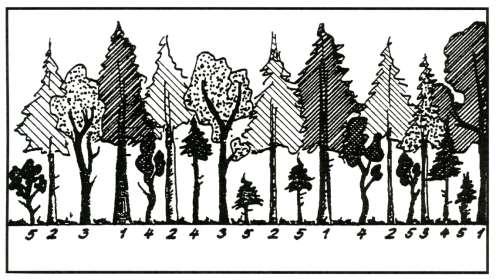 Sociální postavení stromu strana 8 Hodnocený podle Kraftovy stupnice všeobecně používaný znak vyjadřuje vztah výšky stromu k výšce okolních stromů sociální postavení stromu ukazuje