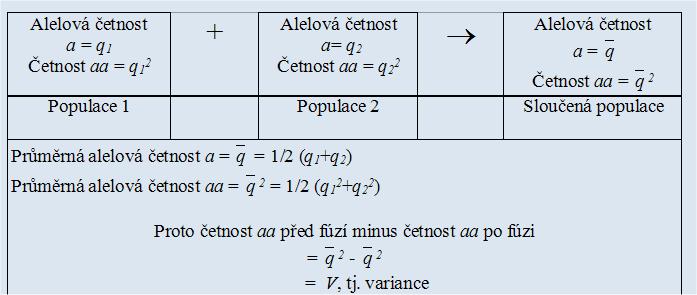Přerušení izolace a Wahlundův princip Wahlundův princip = redukce četnosti homozygotů lze vyjádřit v termínech fixačního indexu: R = q (1 q) F nebo v