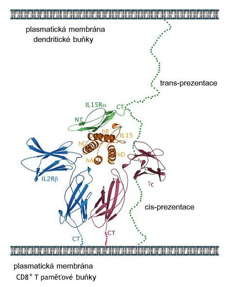 paměťovým fenotypem (CD44 high ), paměťové CD8 + T buňky (CD44 high CD122 high ) a NK buňky (CD3 - NK1.1 + DX5 + ) vystavují na svém povrchu vysokou hladinu dimerního βγ c IL-2/15R [21]. Obr. II.