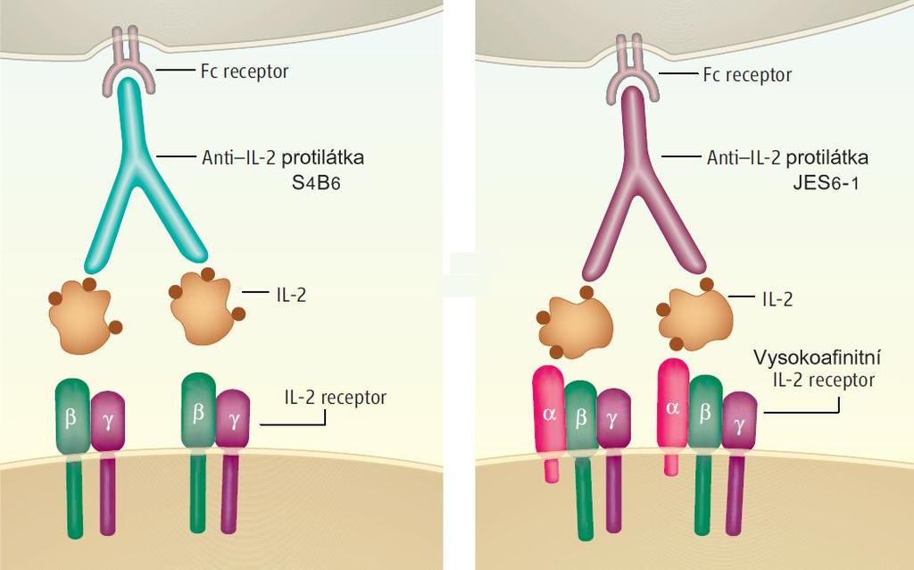 CD122-vazebného epitopu IL-2. Obdobně komplexy mil-2/jes6-1 a hil-2/5344 působí specificky na CD25 high buňky: právě aktivované T lymfocyty a Treg buňky [21, 69, 98]. Obr. II.