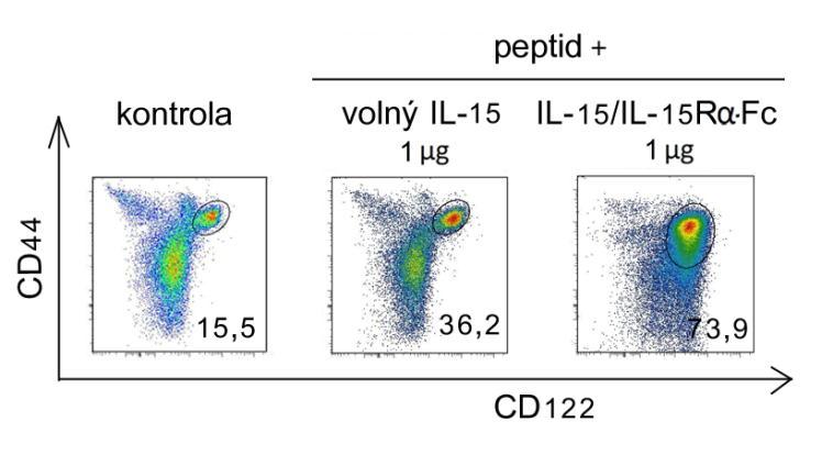 IV.3.2.2 Expanze paměťových CD8 + T buněk Dále jsme ověřili stimulační aktivitu IL-15/IL-15Rα-Fc komplexů pro paměťové CD8 + T lymfocyty. B6.SJL myším byl ve čtyřech dávkách i.p. injikován volný IL-15 nebo IL-15/IL-15Rα-Fc komplexy.