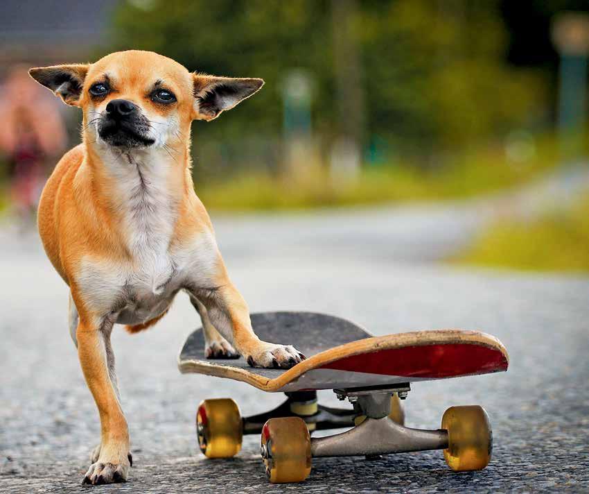 FOTOSOUTĚŽ 37 1 Vanessa Marková, 24 let Skate dog 2 Lucie Nechanická, 25 let Tatínek relaxuje 3 Kamil Klekar, 22 let Starý dům,