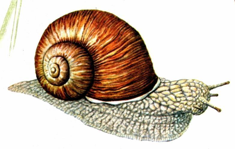 pomatia) Dospívá za