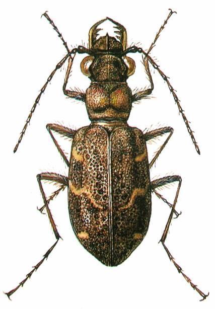 Kmen: Členovci (Arthropoda)