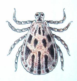 (Ixodes ricinus)