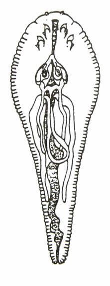 Sepnutka okouní (Achtheres