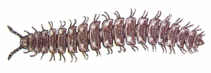 fytofágové 73 druhů Plochule obecná (Polydesmus complanatus)