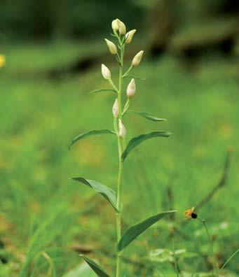 Medzi najvzácnejšie patrí orchidea hmyzovník muchovitý (Ophrys insectifera) (obr. 6).