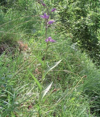 (Cephalanthera damasonium) (obr. 7) a prilbovku červenú (Cephalanthera rubra) (obr. 8).