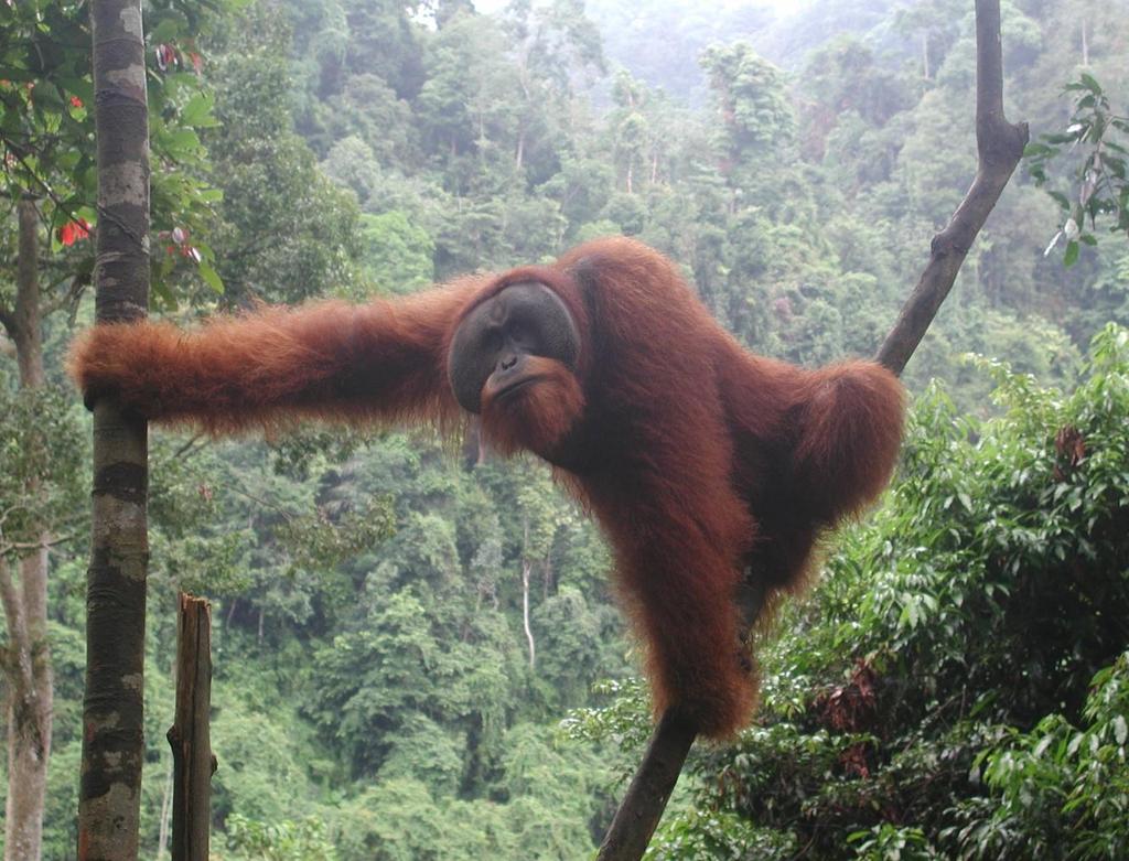 PRAKTICKÉ POUŽITÍ V TERÉNU Orangutan Health Project o o o o o Parasites diversity Parasites